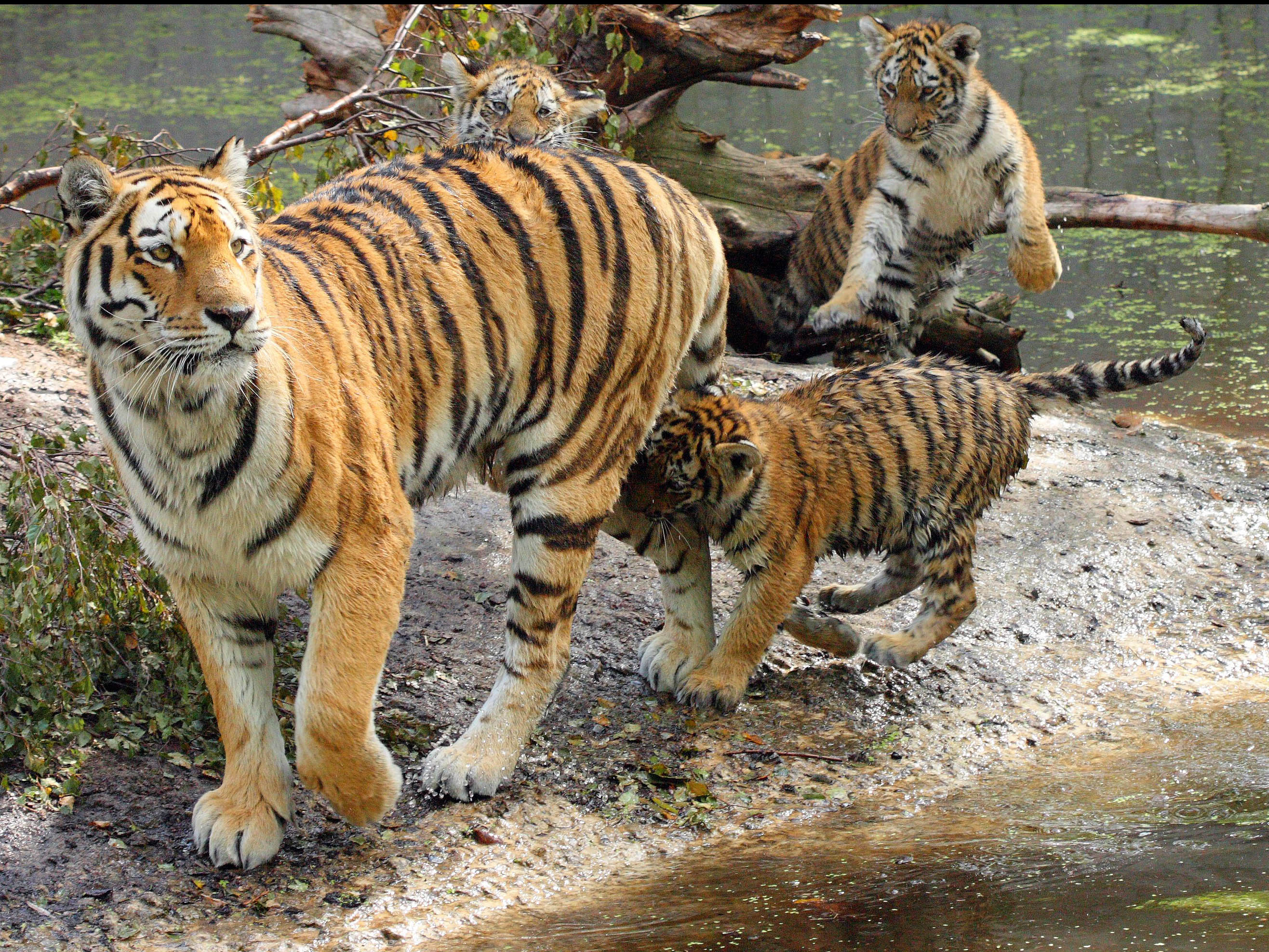 Tigers to hunt big animals. Тигр охотится. Амурский тигр на охоте. Амурский тигр с добычей. Фотоохота тигр.