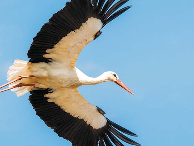 Storks in Ukraine