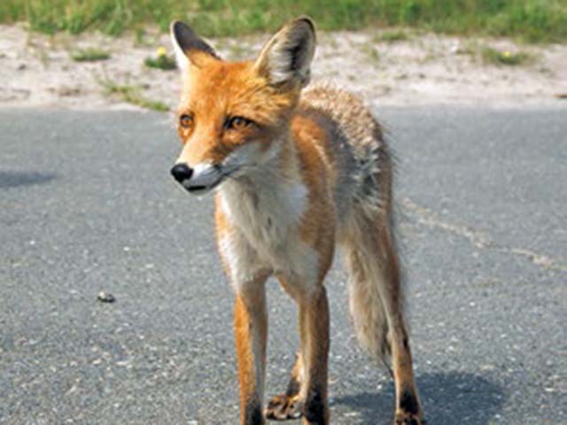 Fox Simeon